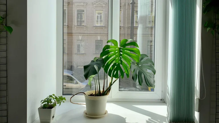 Guide pour une maison saine : gestes et priorités